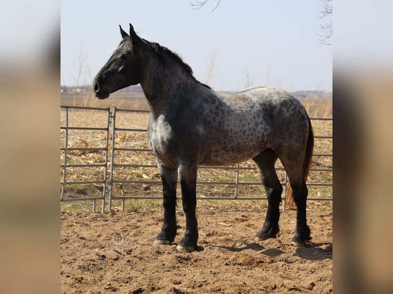 American Quarter Horse Merrie 6 Jaar 168 cm Roan-Blue in Windom, MN