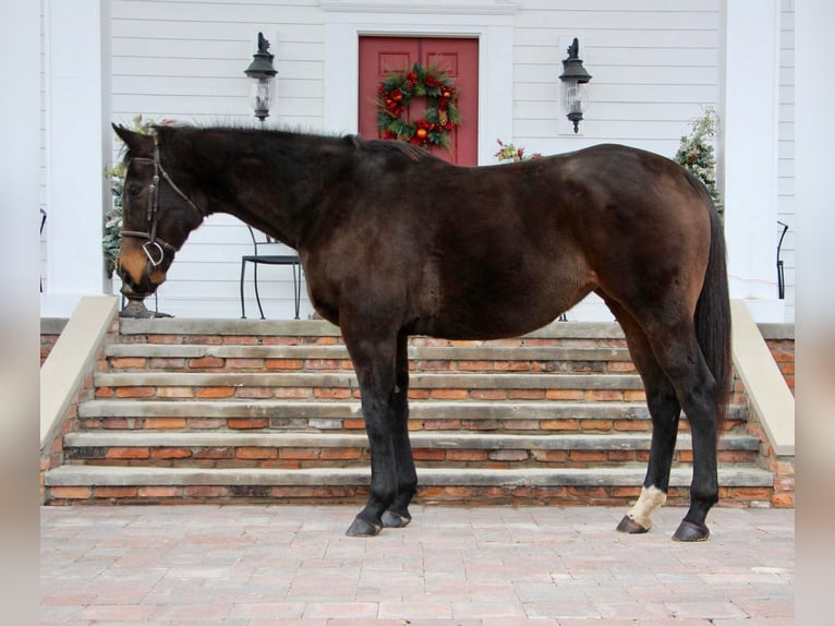 American Quarter Horse Merrie 6 Jaar 168 cm Roodbruin in highland MI