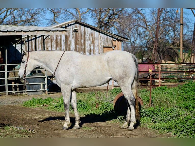 American Quarter Horse Merrie 6 Jaar 168 cm Schimmel in Bitterwater CA