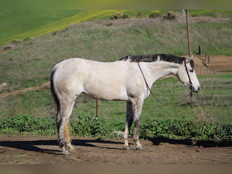 American Quarter Horse Merrie 6 Jaar 168 cm Schimmel in Bitterwater CA