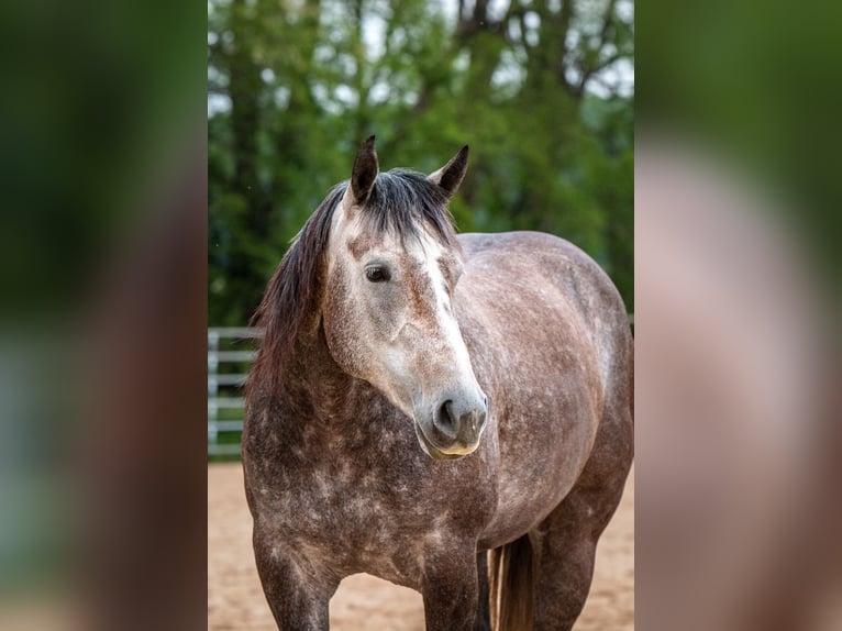 American Quarter Horse Merrie 6 Jaar Appelschimmel in Brooklyn, WI