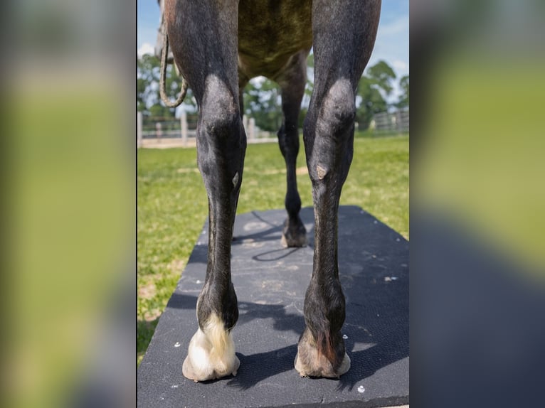 American Quarter Horse Merrie 6 Jaar Appelschimmel in Brooklyn, WI