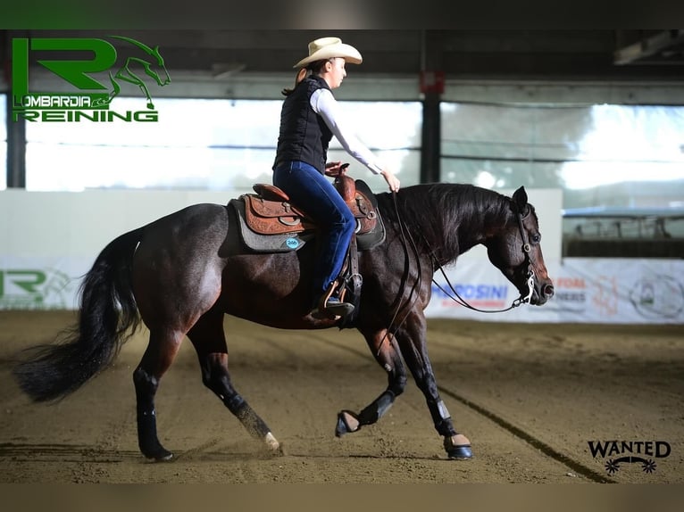 American Quarter Horse Merrie 6 Jaar Bruin in SPIRANO