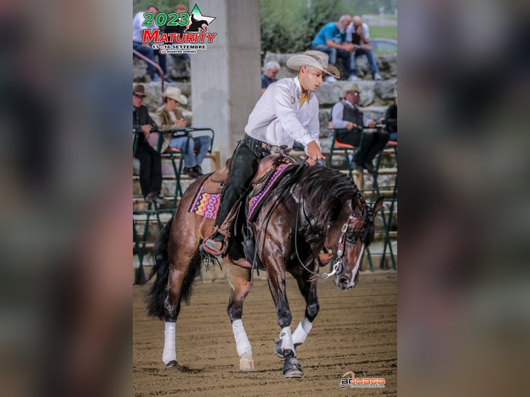 American Quarter Horse Merrie 6 Jaar Bruin in SPIRANO