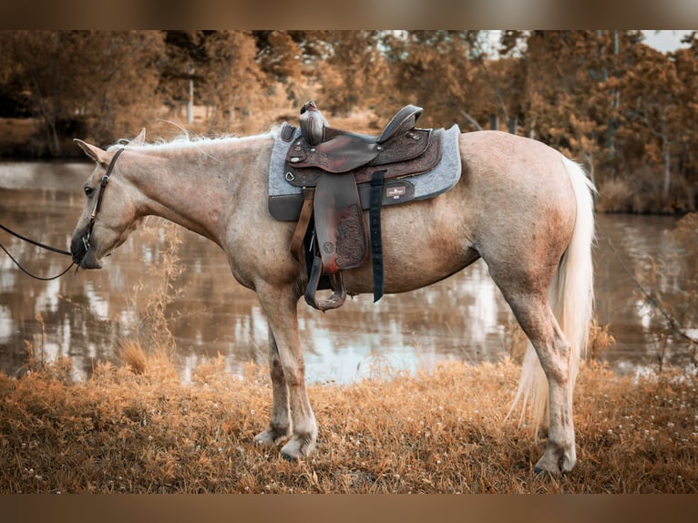 American Quarter Horse Mix Merrie 6 Jaar in Friendswood