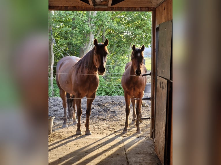American Quarter Horse Merrie 6 Jaar Donkere-vos in Kamp-Lintfort