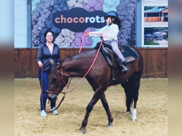 American Quarter Horse Merrie 6 Jaar Donkere-vos in Kamp-Lintfort