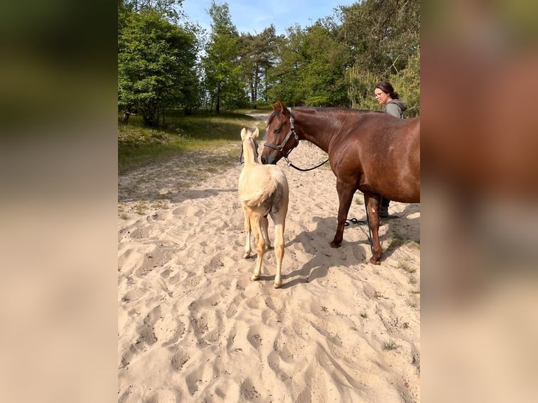 American Quarter Horse Merrie 6 Jaar Donkere-vos in Kamp-Lintfort