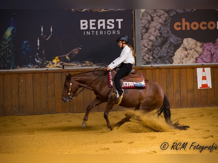 American Quarter Horse Merrie 6 Jaar Donkere-vos in Kamp-Lintfort