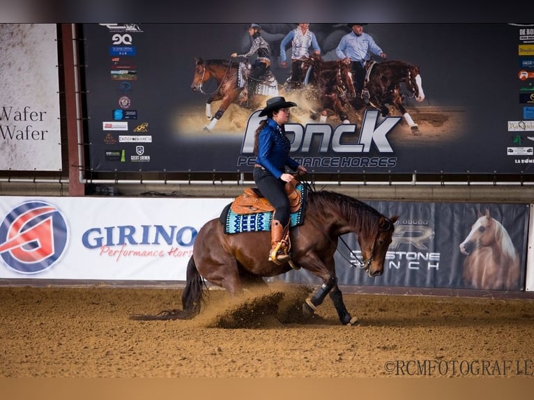 American Quarter Horse Merrie 6 Jaar Donkere-vos in Kamp-Lintfort