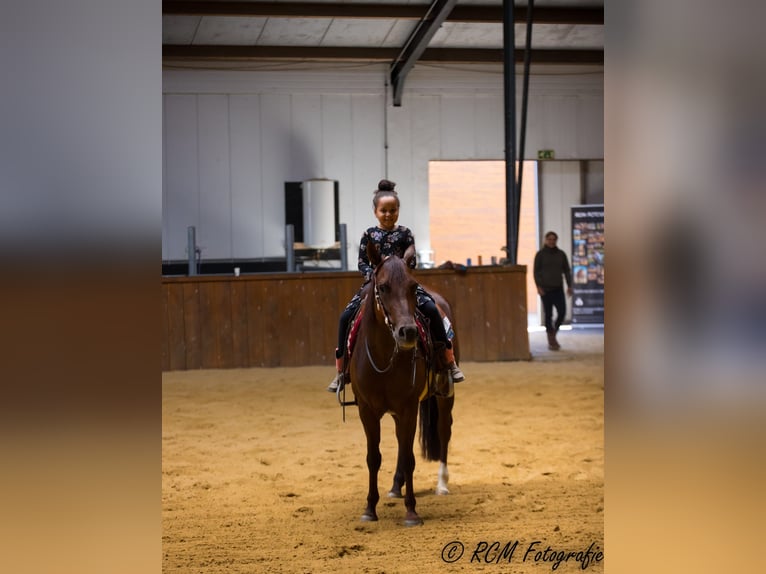 American Quarter Horse Merrie 6 Jaar Donkere-vos in Kamp-Lintfort
