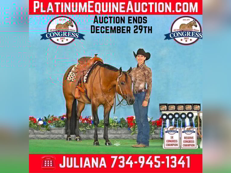 American Quarter Horse Merrie 6 Jaar Falbe in Hamilton Al