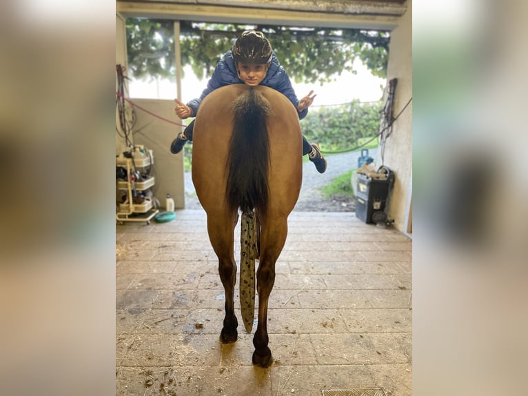 American Quarter Horse Merrie 6 Jaar Falbe in PongratzenEibiswald