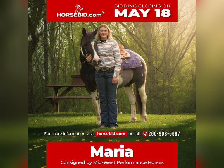 American Quarter Horse Mix Merrie 6 Jaar Gevlekt-paard in Saint Joe