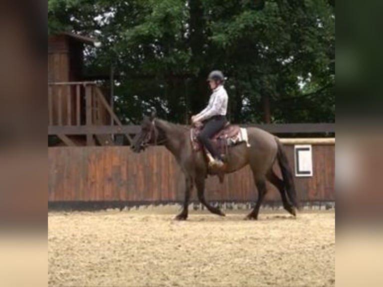 American Quarter Horse Merrie 6 Jaar Grullo in CAUMONT