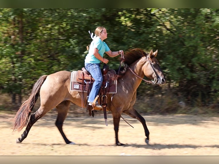 American Quarter Horse Merrie 6 Jaar Grullo in Terrell