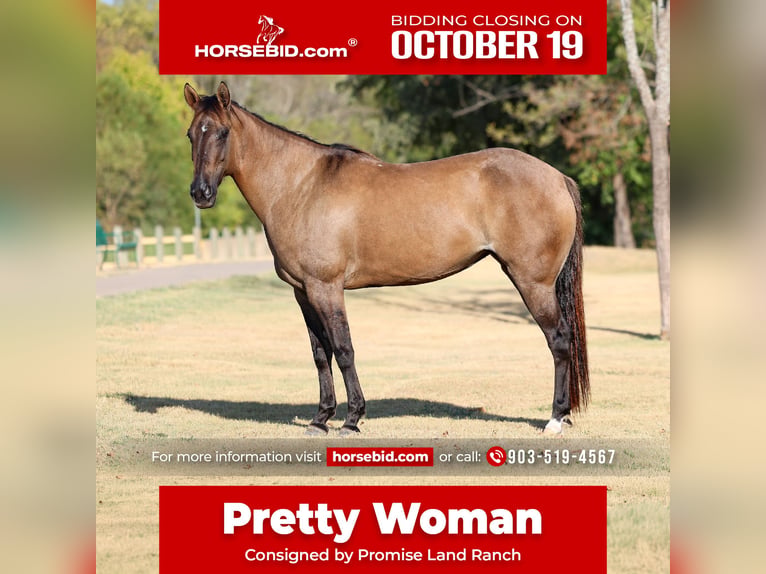 American Quarter Horse Merrie 6 Jaar Grullo in Terrell