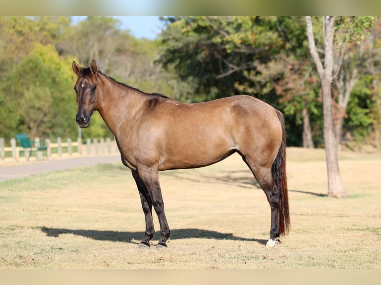 American Quarter Horse Merrie 6 Jaar Grullo in Terrell