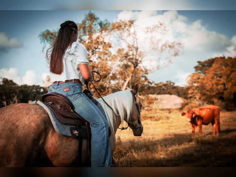 American Quarter Horse Mix Merrie 6 Jaar Palomino in Friendswood