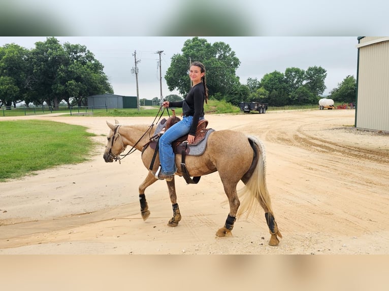 American Quarter Horse Mix Merrie 6 Jaar Palomino in Friendswood