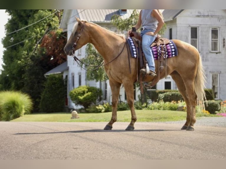 American Quarter Horse Merrie 6 Jaar Palomino in Fredericksburg, OH