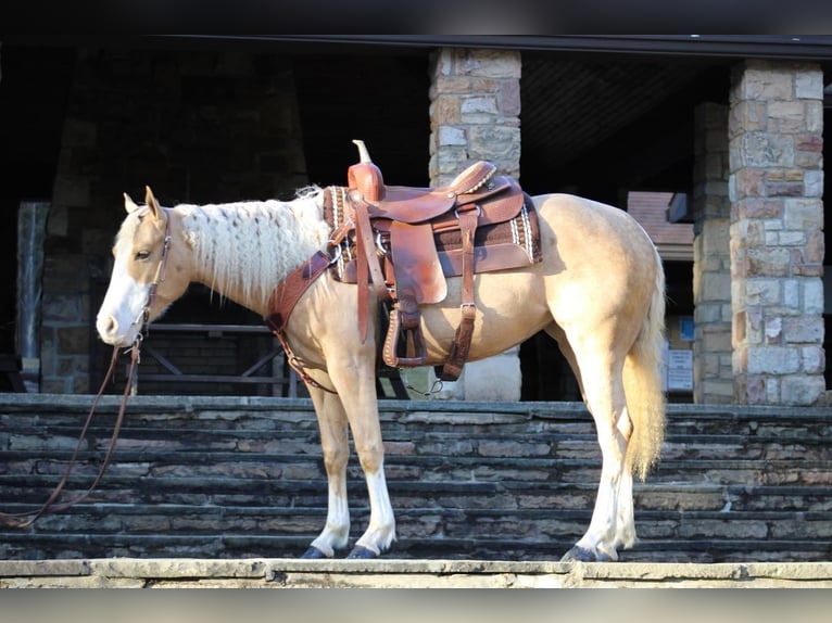 American Quarter Horse Merrie 6 Jaar Palomino in Rebersburg, PA