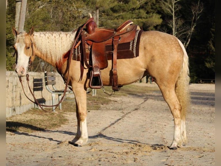 American Quarter Horse Merrie 6 Jaar Palomino in Rebersburg, PA