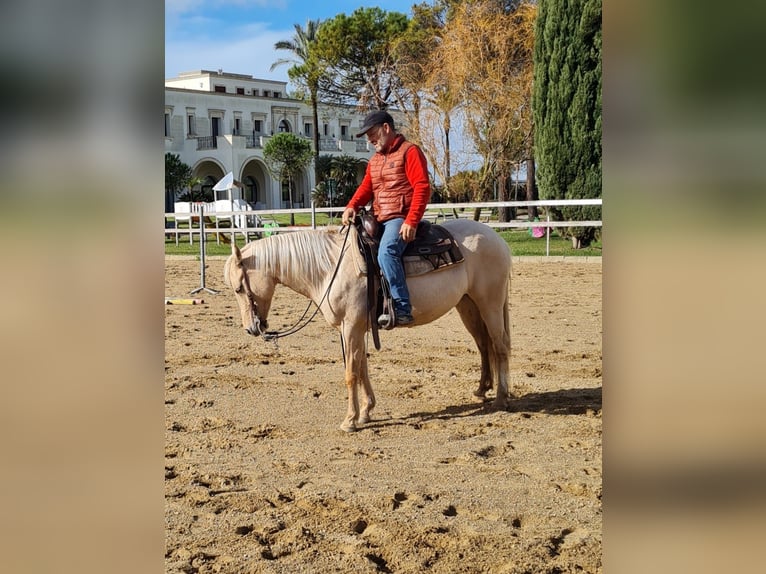 American Quarter Horse Merrie 6 Jaar Palomino in Parabita