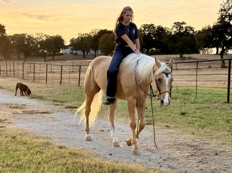 American Quarter Horse Merrie 6 Jaar Palomino in Weatherford