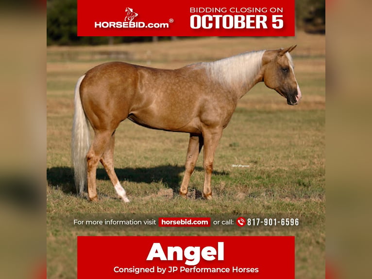 American Quarter Horse Merrie 6 Jaar Palomino in Weatherford