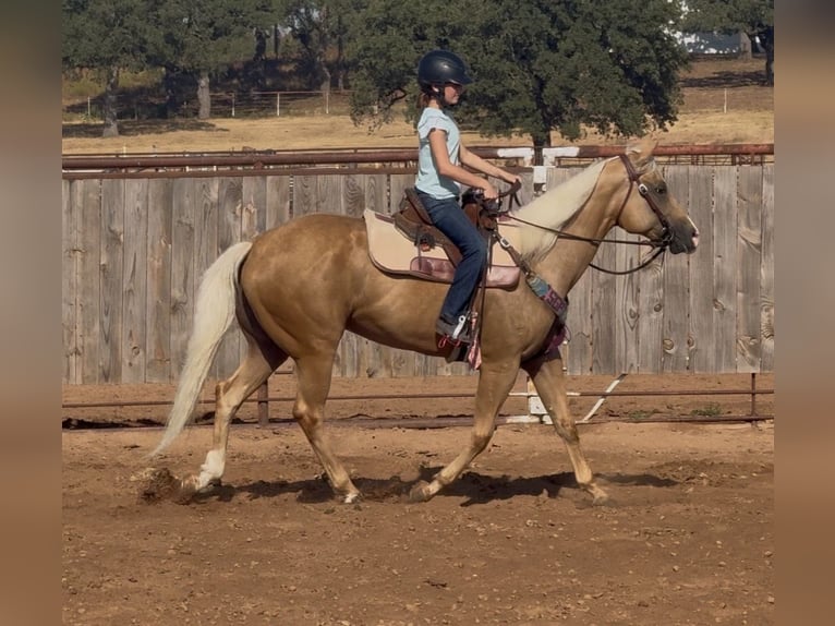 American Quarter Horse Merrie 6 Jaar Palomino in Weatherford