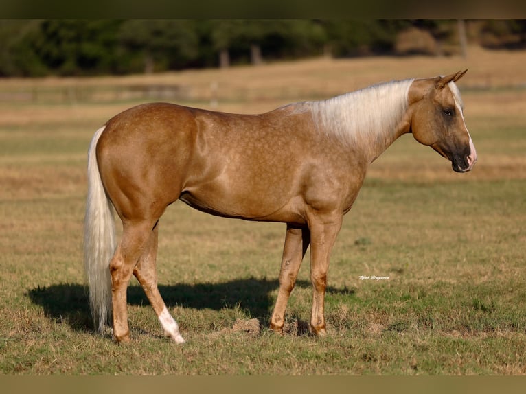 American Quarter Horse Merrie 6 Jaar Palomino in Weatherford