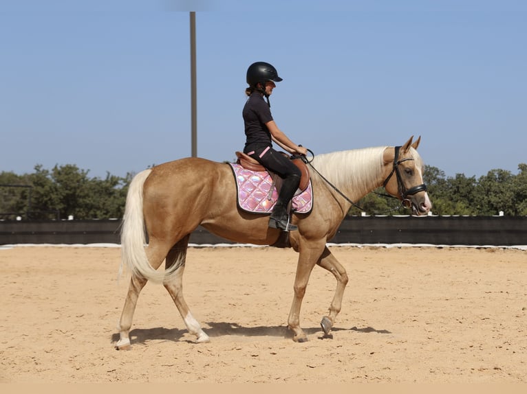 American Quarter Horse Merrie 6 Jaar Palomino in Weatherford