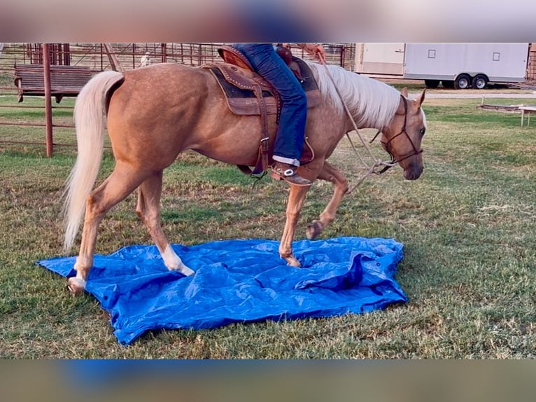 American Quarter Horse Merrie 6 Jaar Palomino in Weatherford