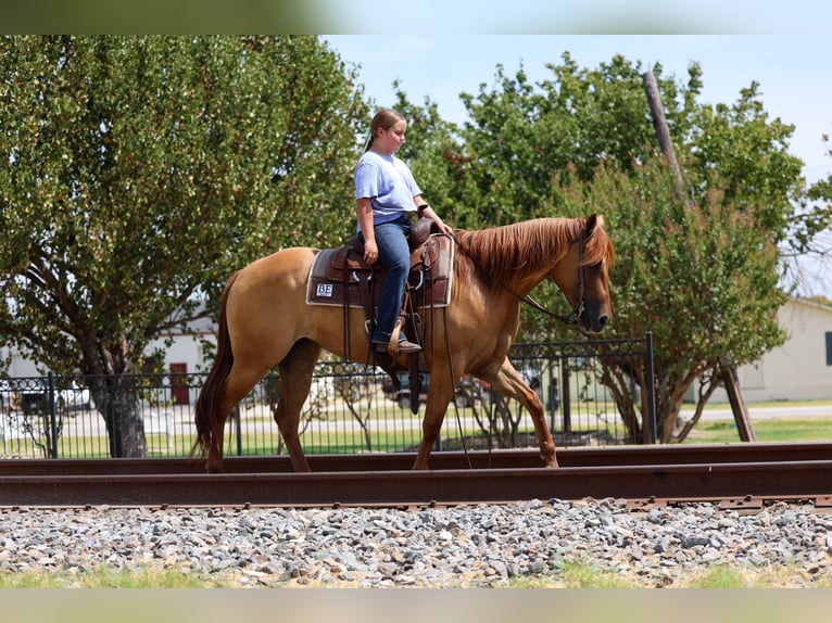 American Quarter Horse Merrie 6 Jaar Red Dun in Terrell