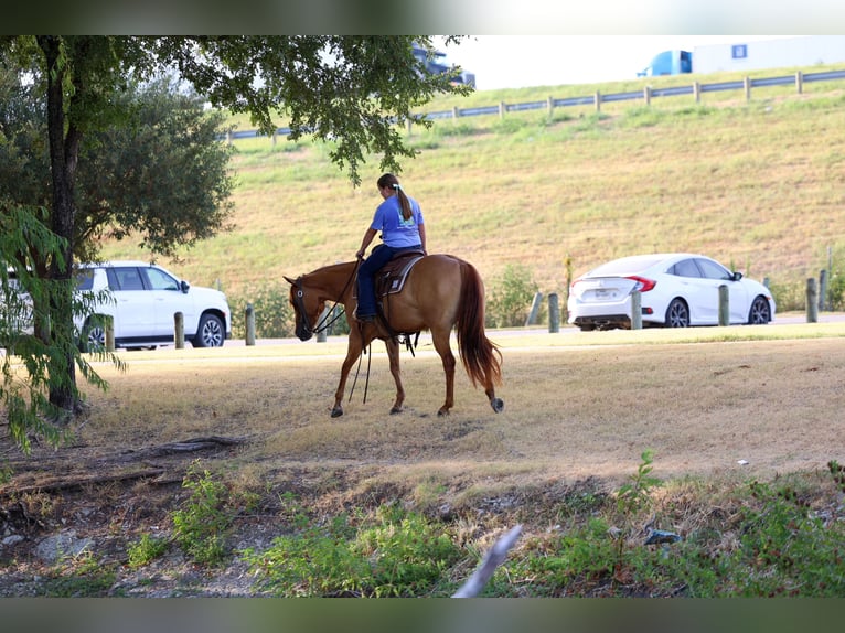 American Quarter Horse Merrie 6 Jaar Red Dun in Terrell