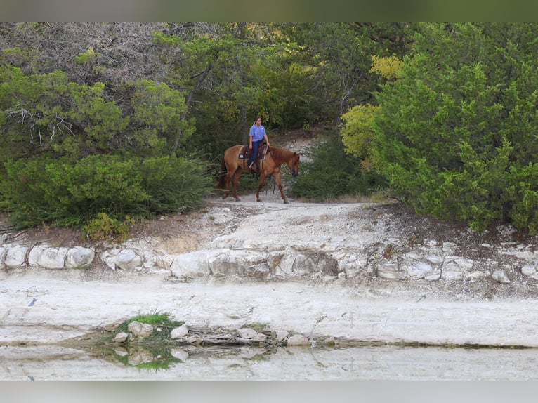 American Quarter Horse Merrie 6 Jaar Red Dun in Terrell