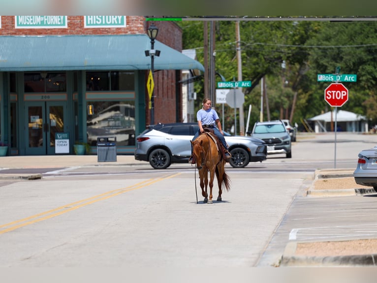 American Quarter Horse Merrie 6 Jaar Red Dun in Terrell