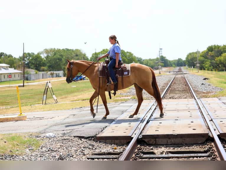 American Quarter Horse Merrie 6 Jaar Red Dun in Terrell