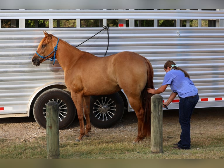 American Quarter Horse Merrie 6 Jaar Red Dun in Terrell