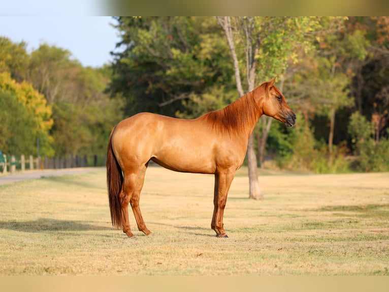 American Quarter Horse Merrie 6 Jaar Red Dun in Terrell