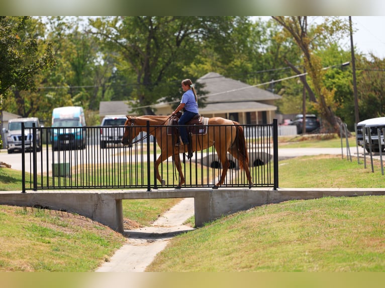American Quarter Horse Merrie 6 Jaar Red Dun in Terrell