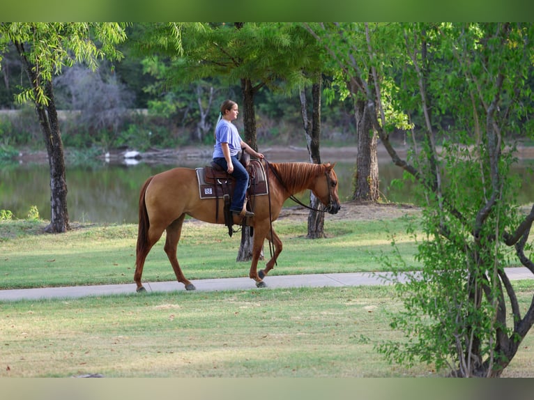 American Quarter Horse Merrie 6 Jaar Red Dun in Terrell