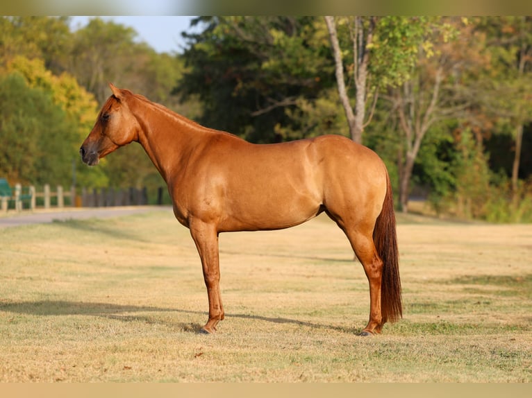 American Quarter Horse Merrie 6 Jaar Red Dun in Terrell