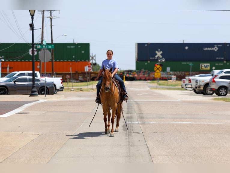 American Quarter Horse Merrie 6 Jaar Red Dun in Terrell
