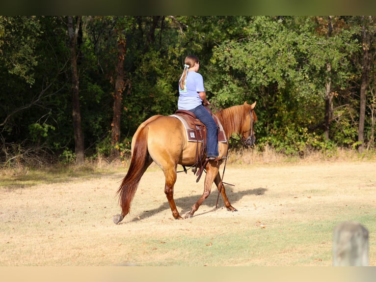 American Quarter Horse Merrie 6 Jaar Red Dun in Terrell