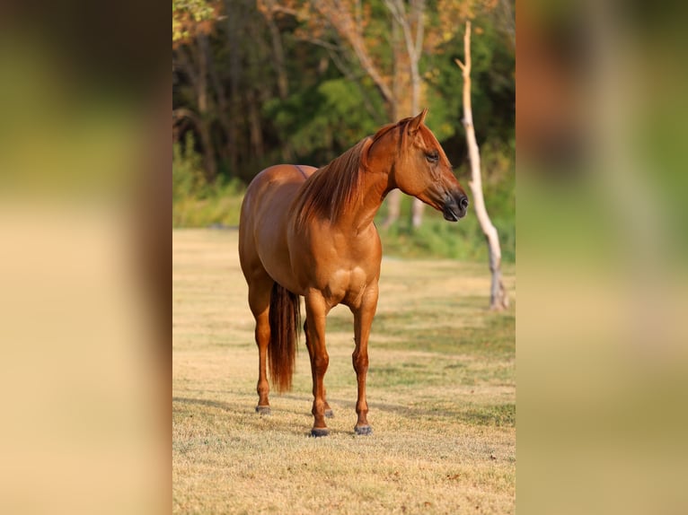 American Quarter Horse Merrie 6 Jaar Red Dun in Terrell