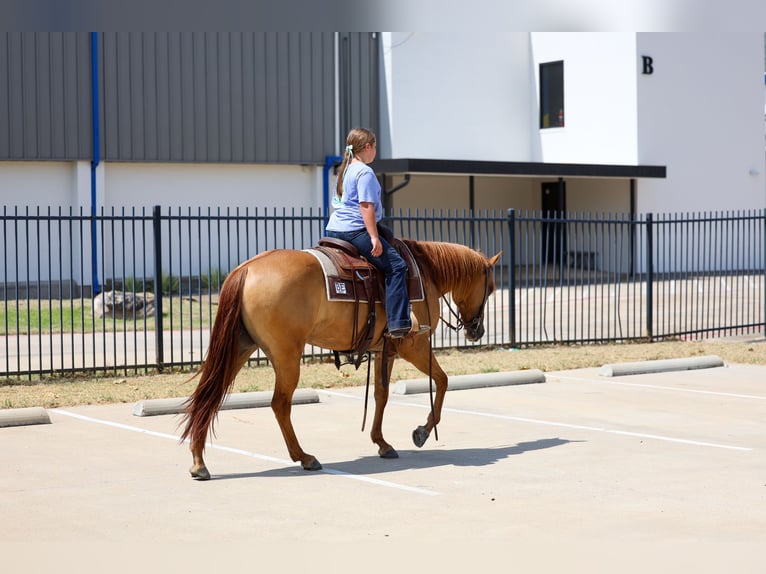 American Quarter Horse Merrie 6 Jaar Red Dun in Terrell