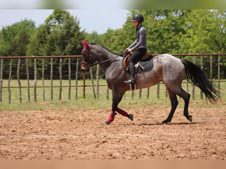 American Quarter Horse Merrie 6 Jaar Roan-Bay in Ripley