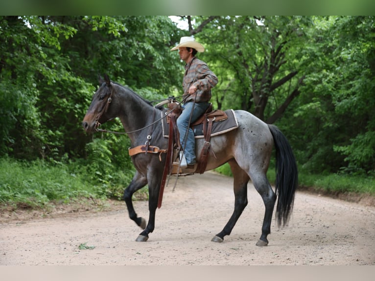 American Quarter Horse Merrie 6 Jaar Roan-Bay in Ripley
